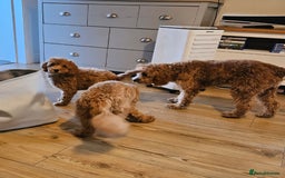 Cockapoo dogs for sale: 15 week old female Cockapoo - rehoming - Image 8