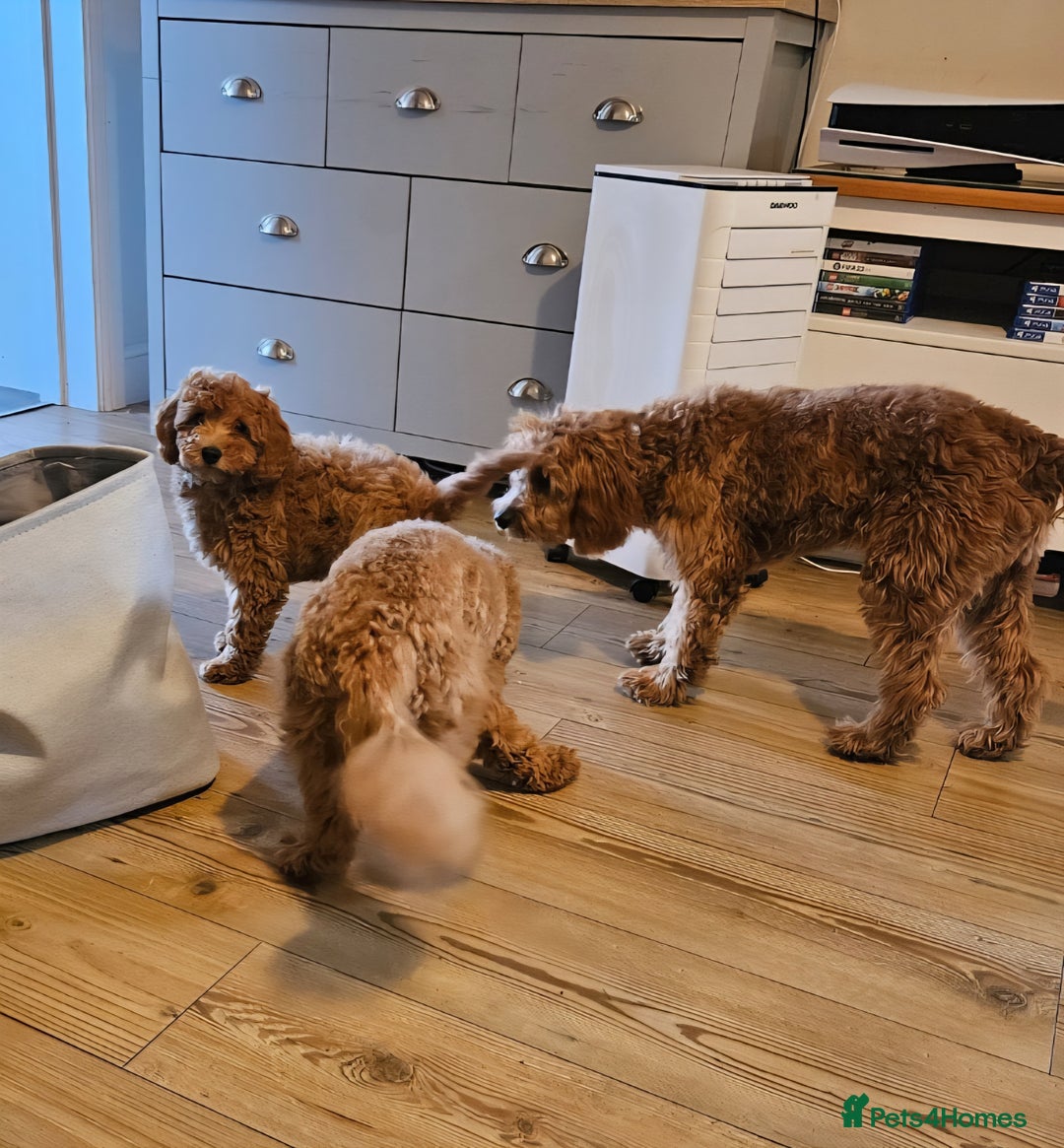 Cockapoo dogs for sale: 15 week old female Cockapoo - rehoming - Image 8