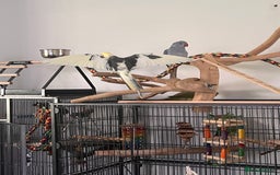 Ringnecks birds for sale: Violet ringneck / and green ringneck for sale  - Image 3