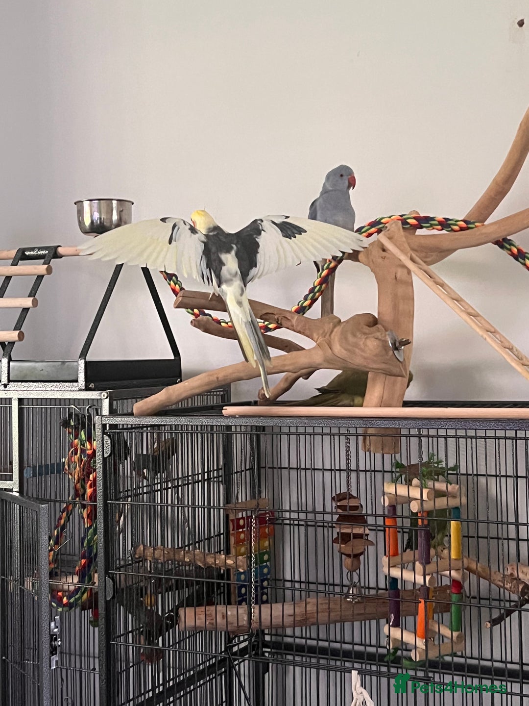 Ringnecks birds for sale: Violet ringneck / and green ringneck for sale  - Image 3