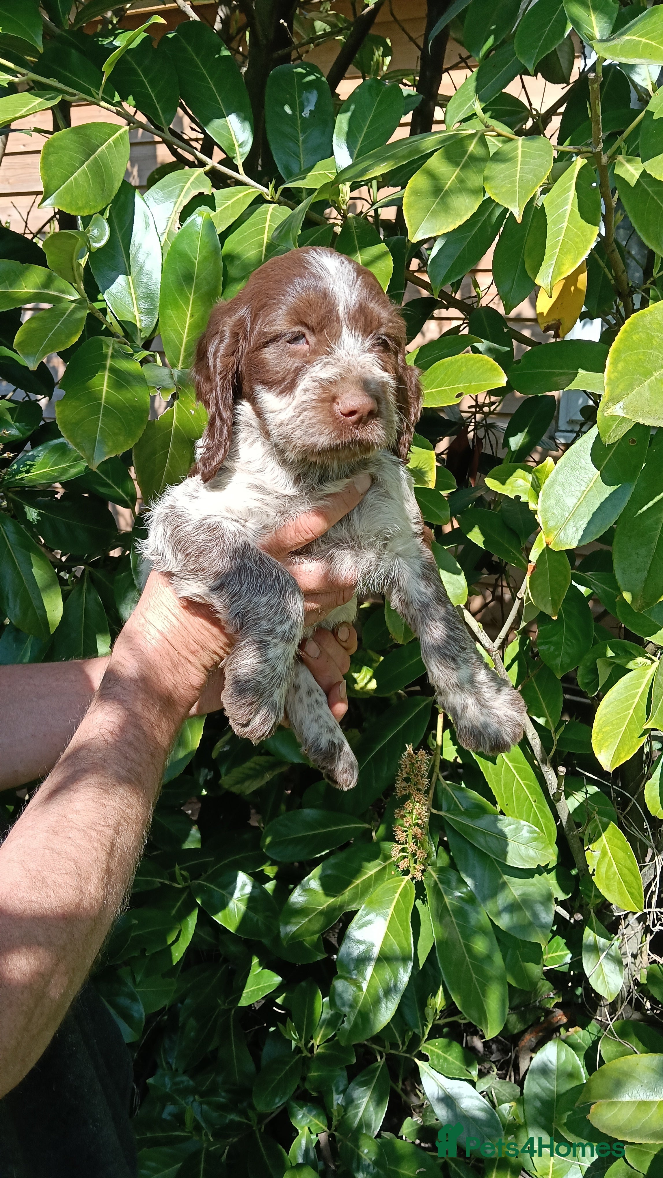 Mixed Breed dogs Rare original Fenlander puppies  - Advert 2