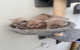 British Shorthair cats for sale: Purebred lilac British Shorthair - Image 2