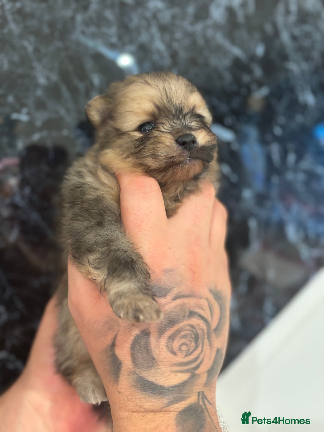 Pomeranian dogs for sale: Kc registered Pomeranians  - Image 13