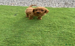 Labradoodle dogs for sale: Labradoodle  - Image 15