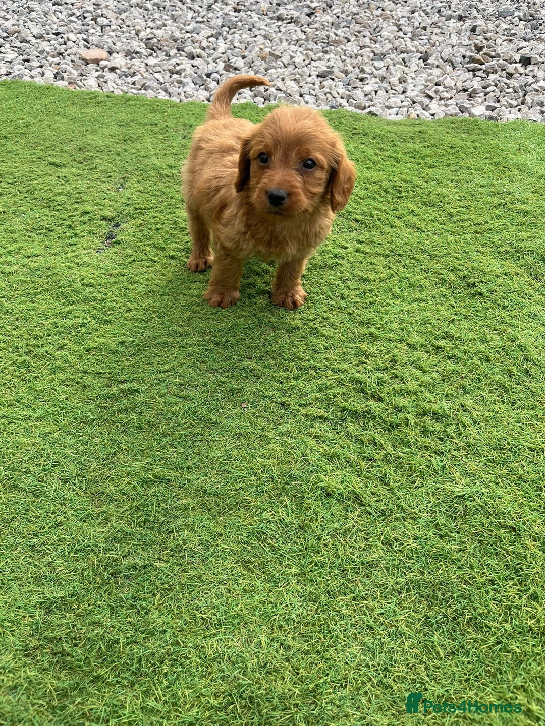 Labradoodle dogs for sale: Labradoodle  - Image 15