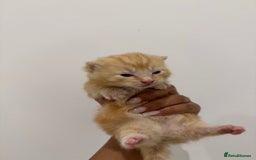 Munchkin cats for sale: beautiful short legged munchkins - Advert 11