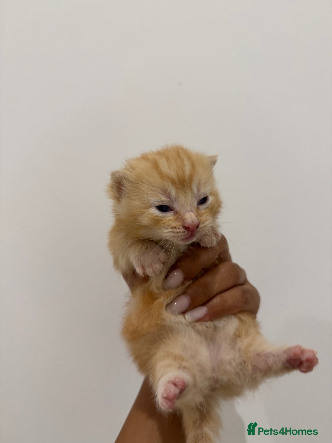 Munchkin cats for sale: beautiful short legged munchkins - Advert 11