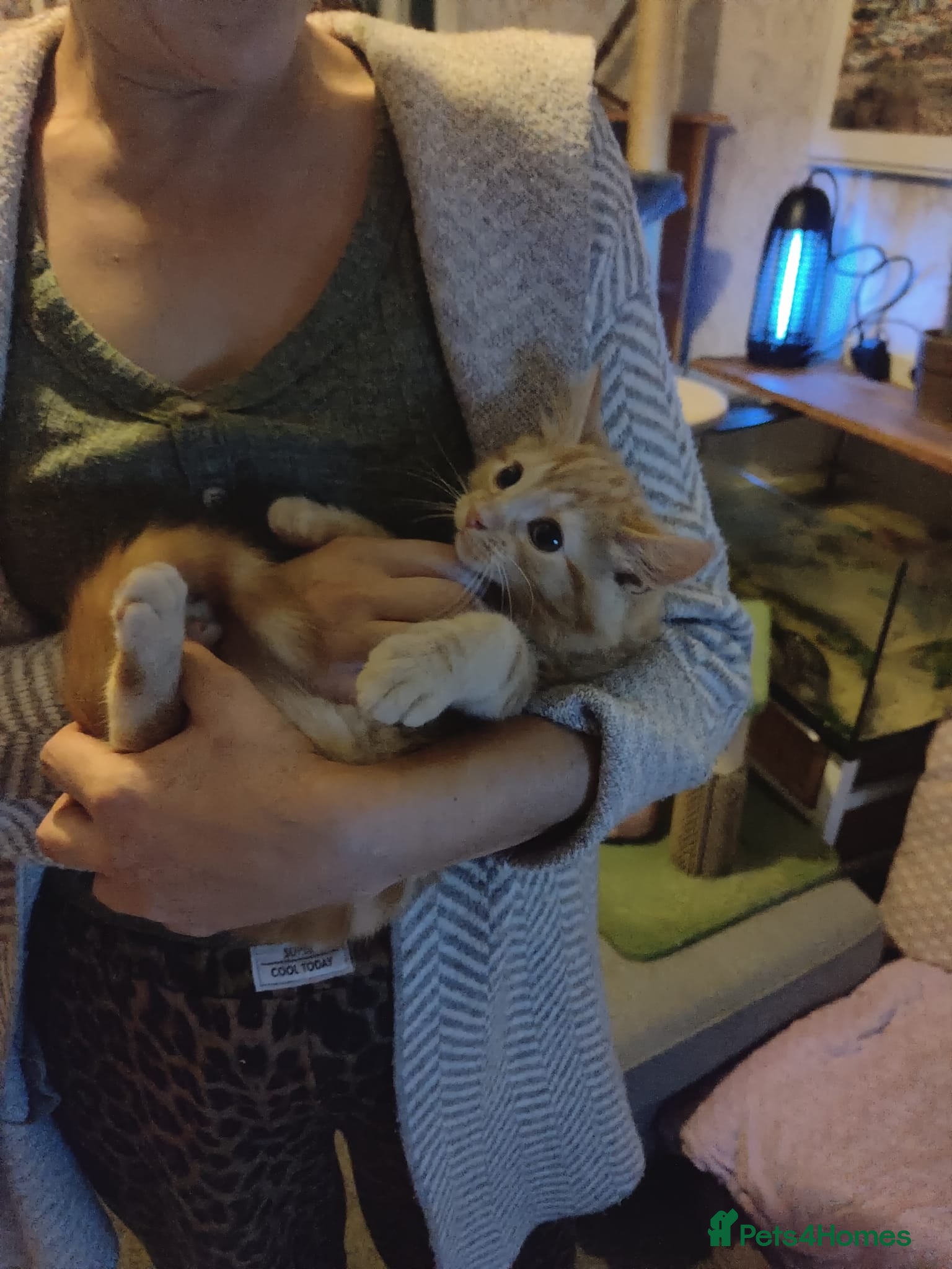 Mixed Breed cats Gorgeous Ragdoll cross kittens  - Advert 14