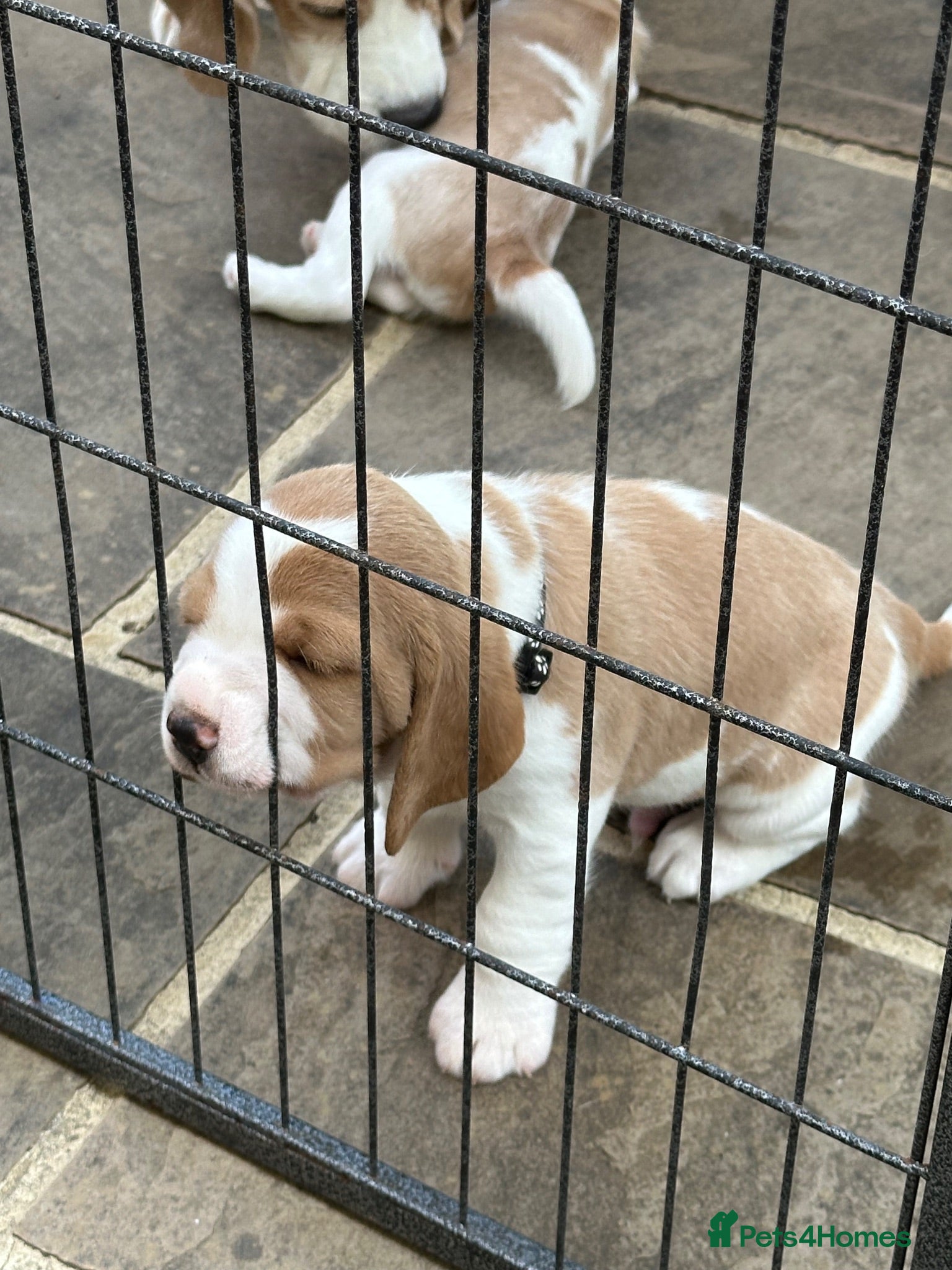 Beagle dogs Beautiful KC registered 5th gen pedigree puppies - Advert 2