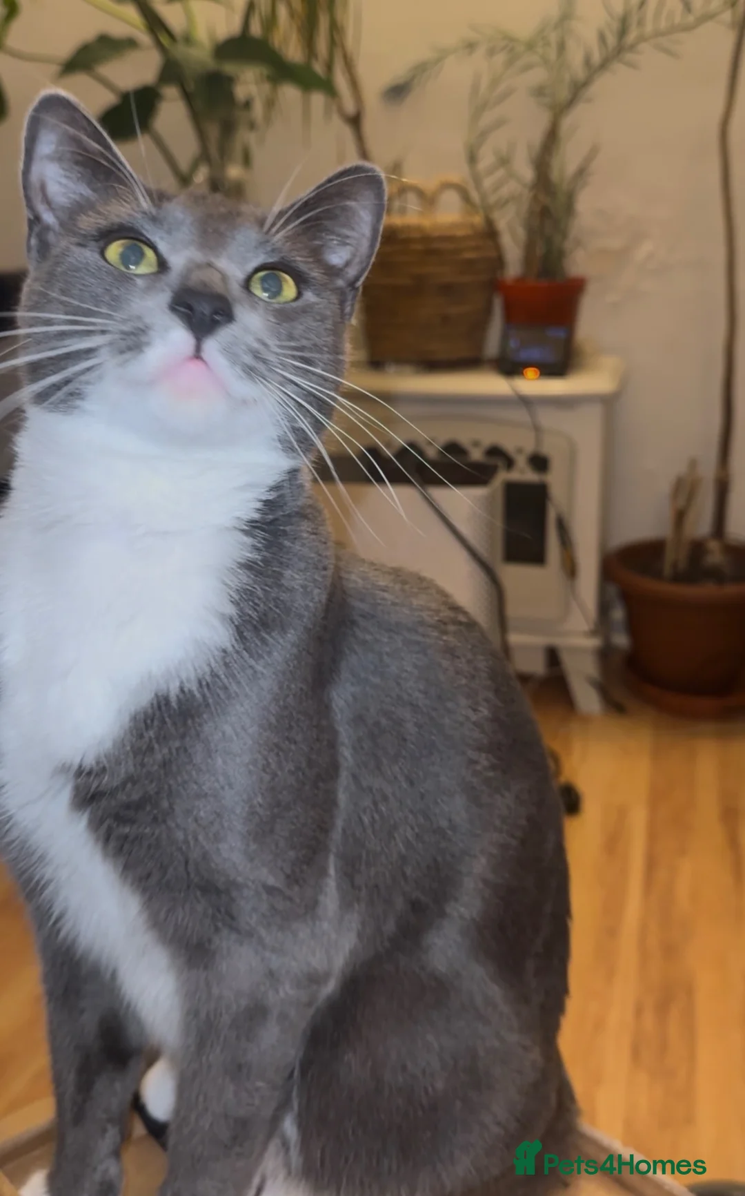 Russian Blue cats for sale: Russian blue tuxedo - Advert 1