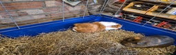 Guinea Pig rodents for sale: Two female Guinea Pigs plus cage/food - Advert 6