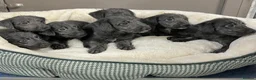 Bedlington Terrier dogs for sale: Top Quality F1 Bedlington x Whippet Puppies - Advert 1