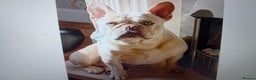 French Bulldog dogs for sale: french bulldog puppys - Advert 2