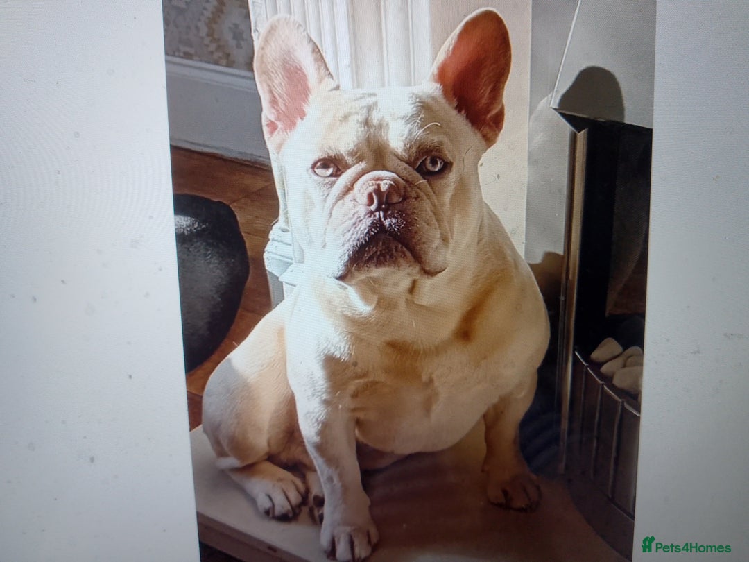 French Bulldog dogs for sale: french bulldog puppys - Advert 2