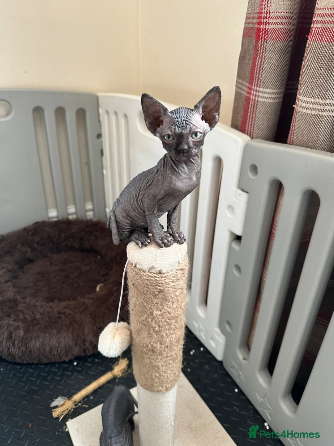 Sphynx cats for sale: Solid black sphynx boy kitten - Advert 1