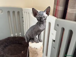 Sphynx cats Solid black sphynx boy kitten - Advert 2