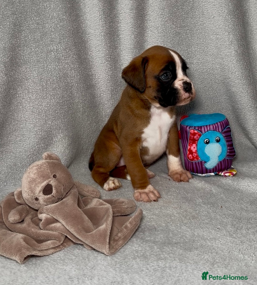 Boxer dogs for sale: Health tested kc red boxer puppies  - Advert 1