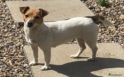 Jack Russell dogs for sale: ❤️Beautiful Jackrussels❤️ - Image 20
