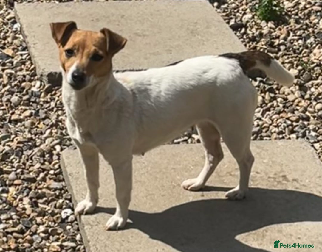 Jack Russell dogs for sale: ❤️Beautiful Jackrussels❤️ - Image 20