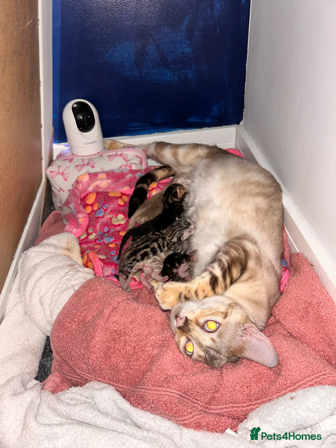 Bengal cats for sale: 🧬LIMITED BENGAL KITTENS🧬 2 females left - Advert 8