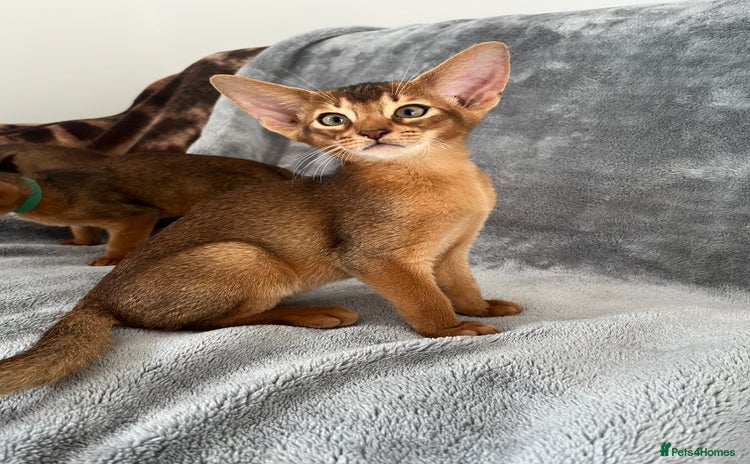 Abyssinian cats - Advert 3