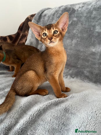 Abyssinian cats - Advert 2