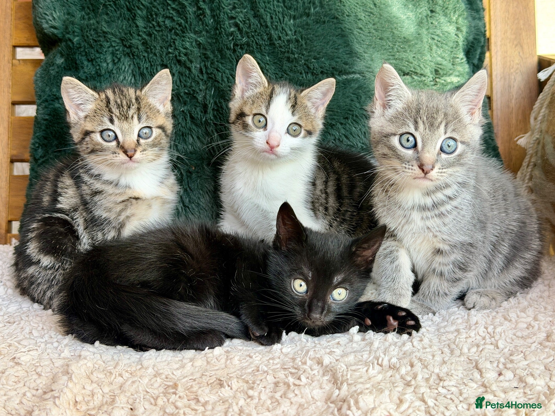 Turkish Angora cats for sale: 🐾 Unique Turkish Angora x Bengal Mix Kittens 🐾 - Advert 1
