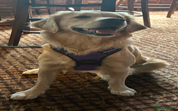 Golden Retriever dogs for sale: TRAINED KC 2YR GENTLE GIRL - Image 3