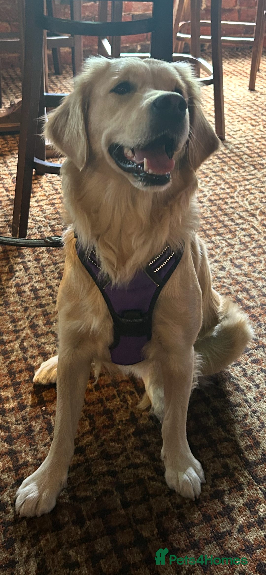 Golden Retriever dogs for sale: TRAINED KC 2YR GENTLE GIRL - Image 3