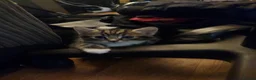 Bengal cats for sale: Bengal kittens for sale in Sale - Advert 2