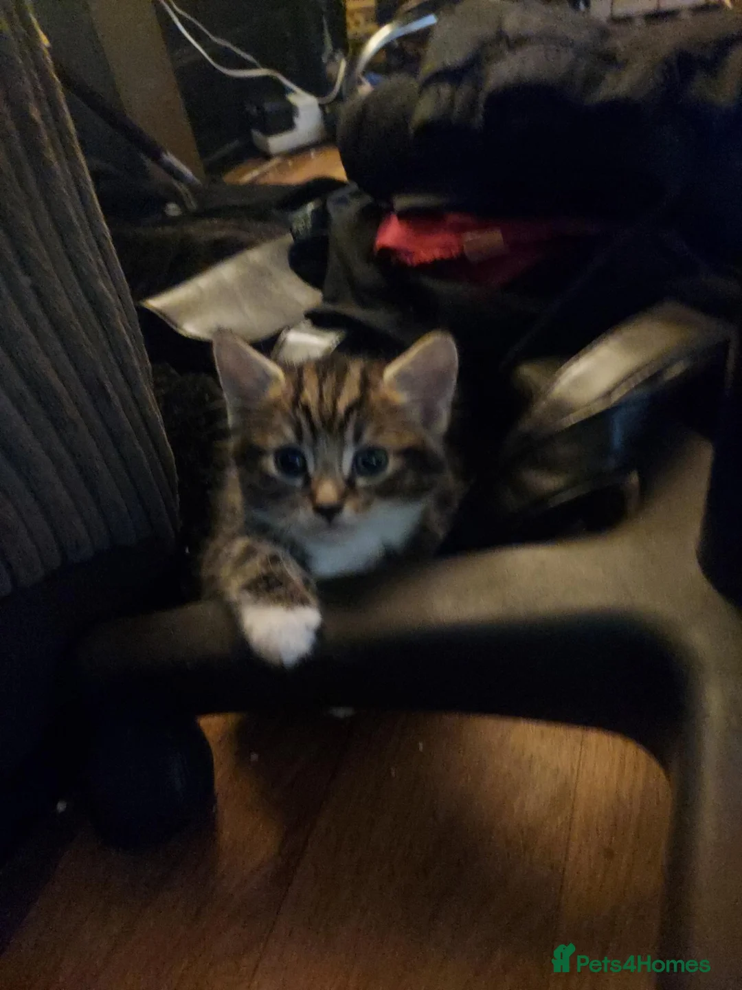 Bengal cats for sale: Bengal kittens for sale in Sale - Advert 2