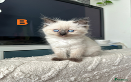 Ragdoll cats for sale: Beautiful Ragdoll kittens - Image 7