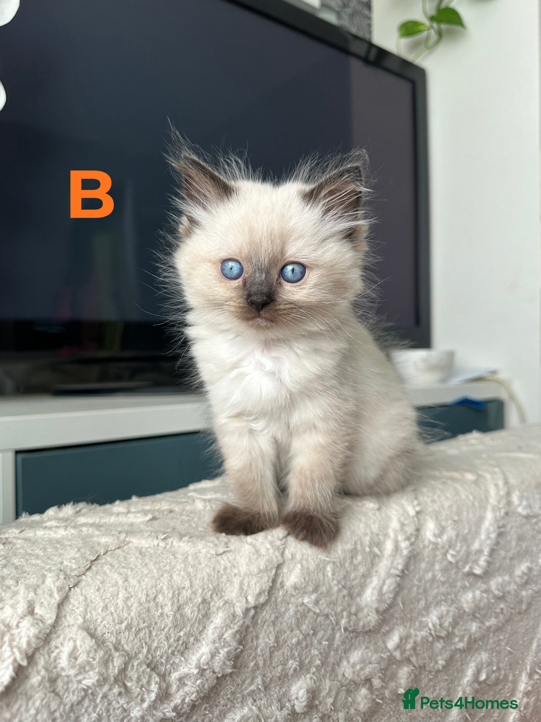 Ragdoll cats for sale: Beautiful Ragdoll kittens - Image 7