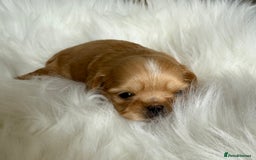 Shih Tzu dogs for sale: Stunning full Imperial Shih Tzu’s - Image 7