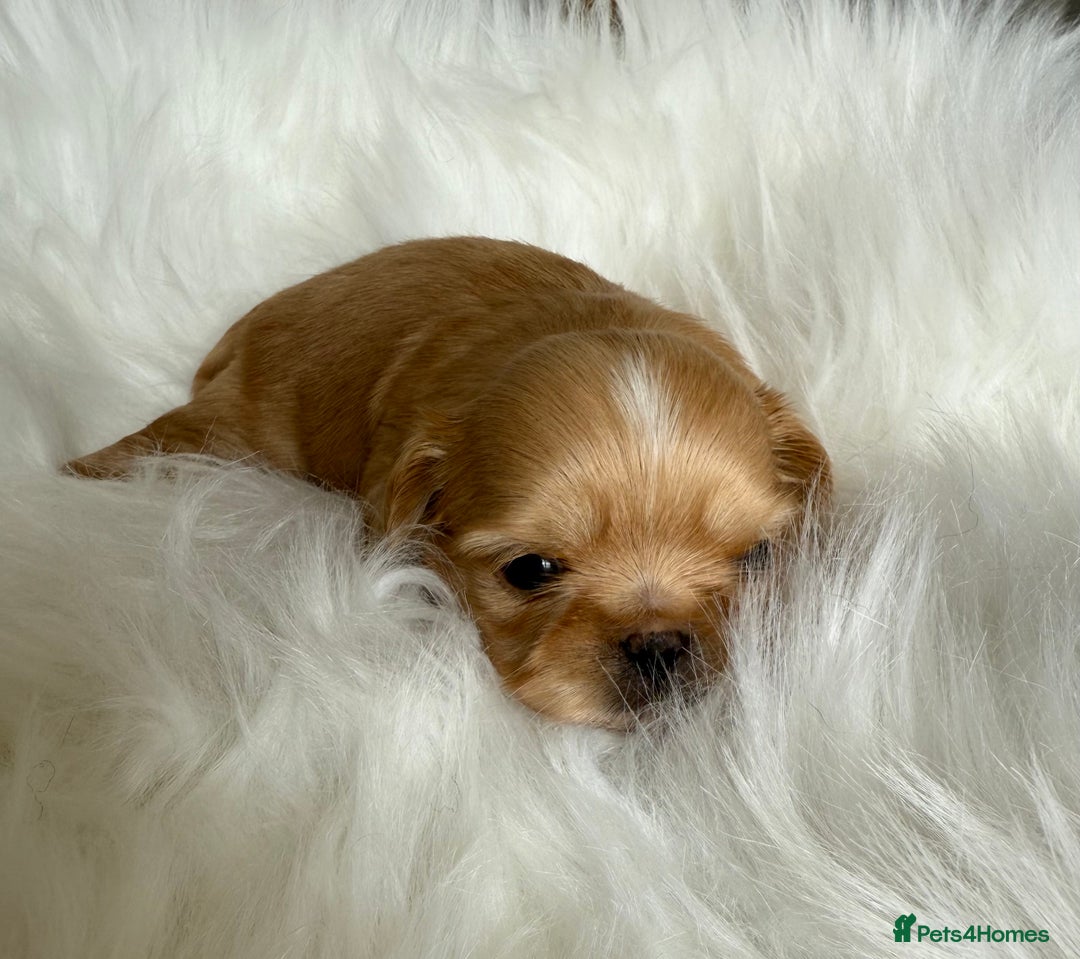Shih Tzu dogs for sale: Stunning full Imperial Shih Tzu’s - Image 7
