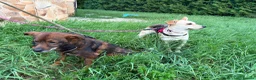 Mixed Breed dogs for adoption: ❤️Caramel❤️ 10-month-old lower-medium awesome girl - Advert 25