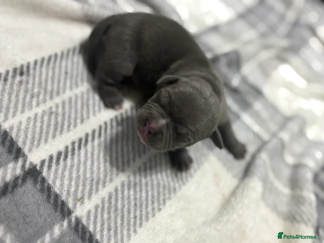 American Bully dogs for sale: Pocket bully’s  in Cradley Heath - Advert 7