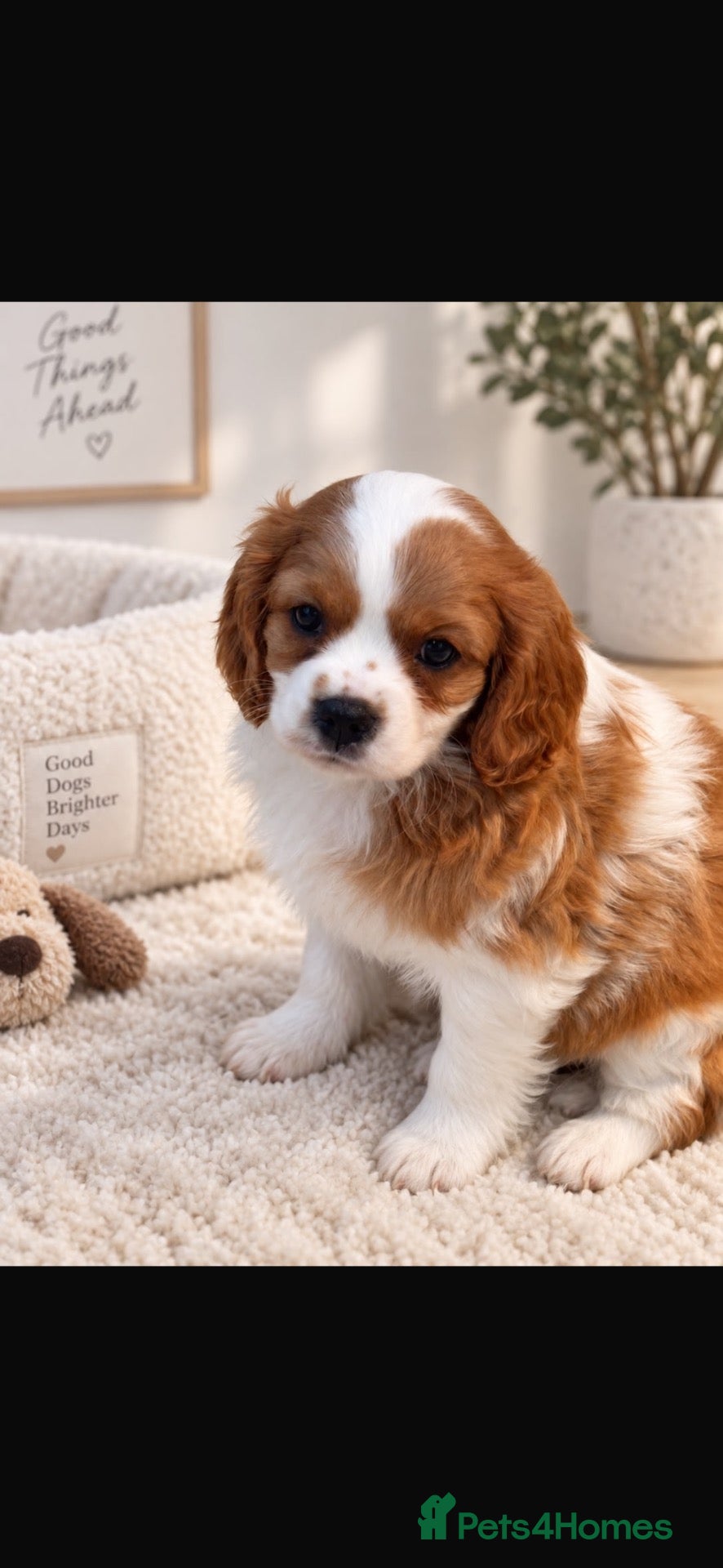 Cavalier King Charles Spaniel dogs Beautiful cavalier King Charles puppies  - Advert 2