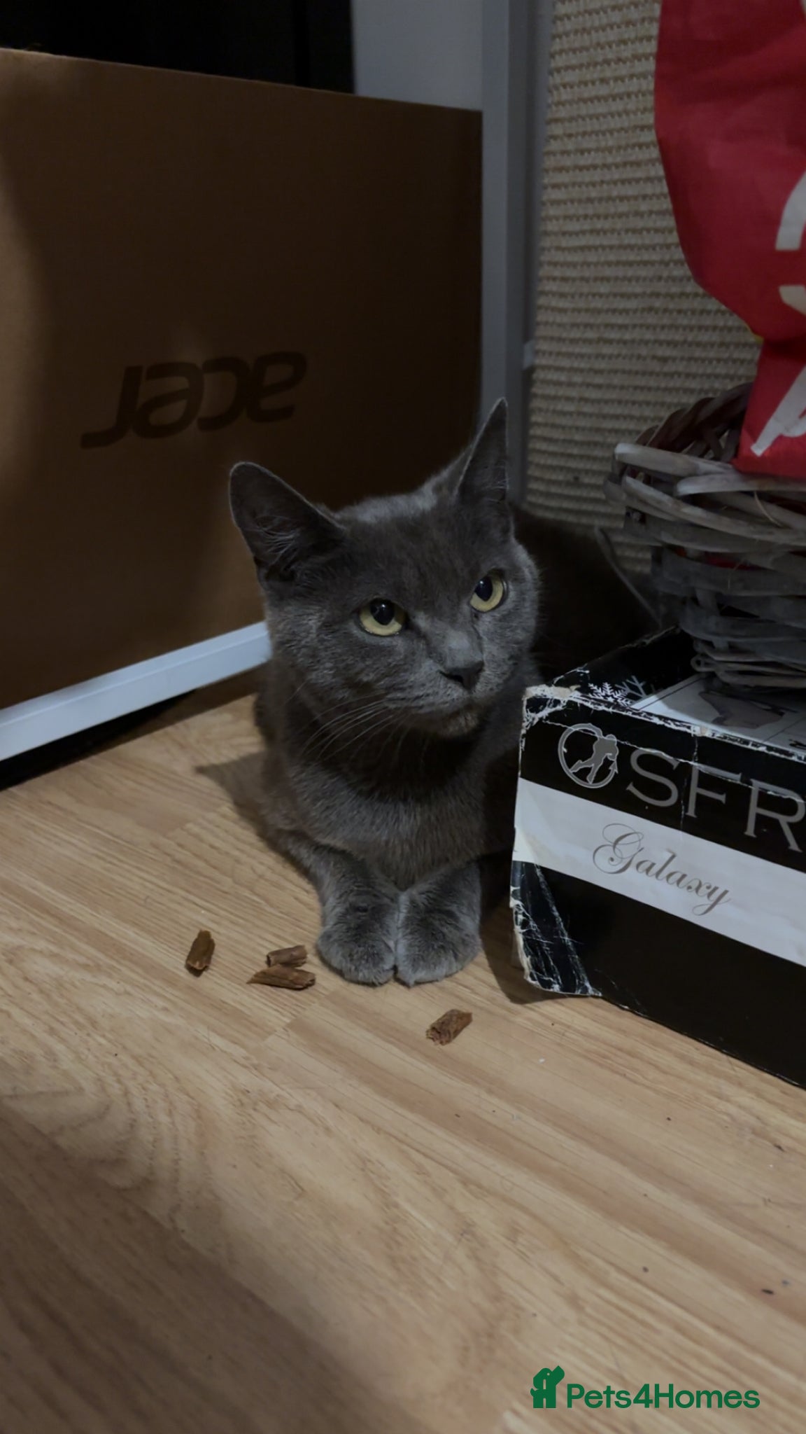 Russian Blue cats Beautiful Mother & Daughter russian blues - Advert 1