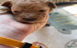 Cockapoo dogs for sale: Toy cockapoos f2b 5 gorgeous teddy bears - Image 8