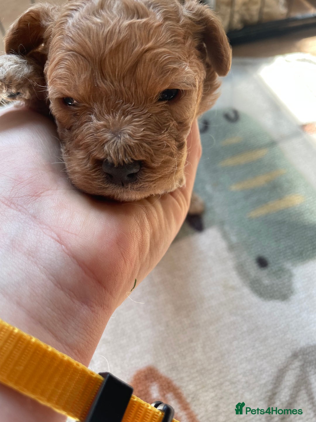 Cockapoo dogs for sale: Toy cockapoos f2b 5 gorgeous teddy bears - Image 8
