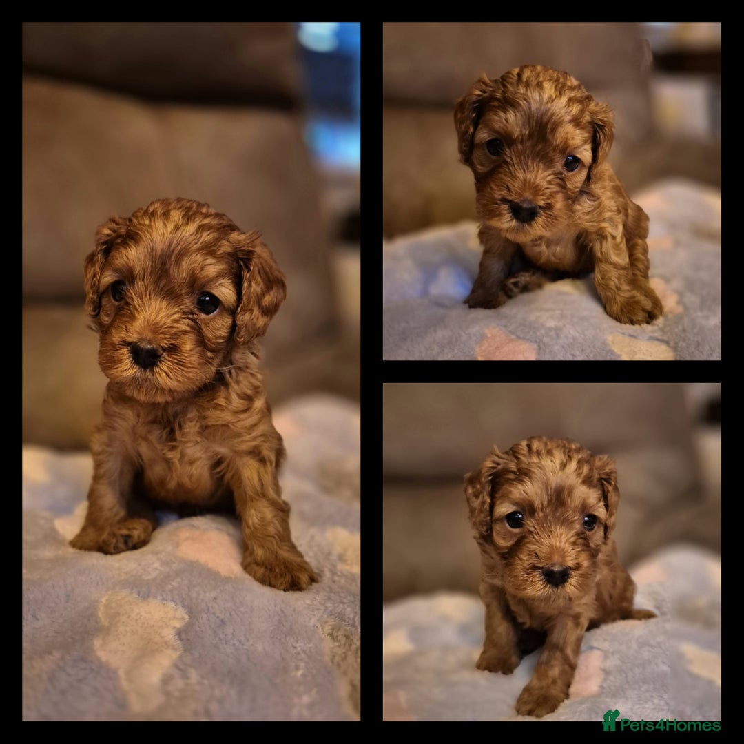 Cavapoo dogs for sale: ⭐️BEAUTIFUL INTENSE RED TOY CAVAPOO PUPPIES⭐️ - Image 18