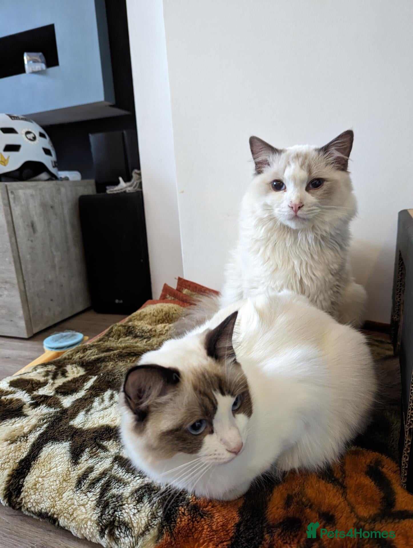 Ragdoll cats for sale: Ragdoll cats - Advert 21