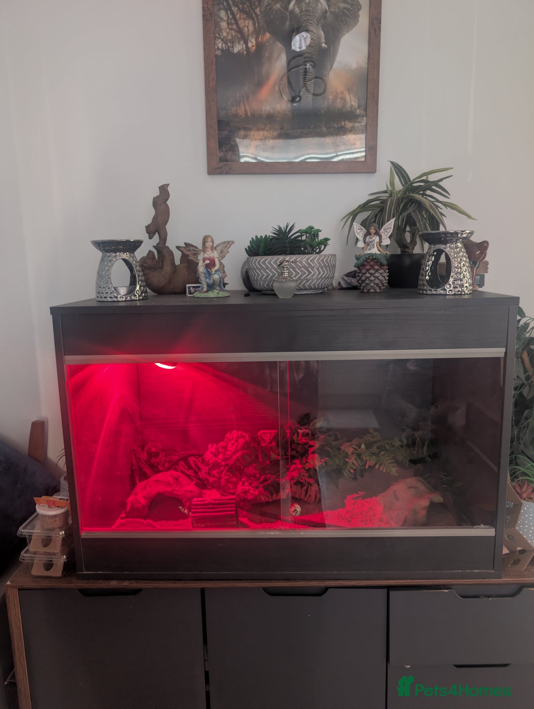 Leopard Gecko reptiles for sale: Leopard gecko with 3ft viv - Image 3