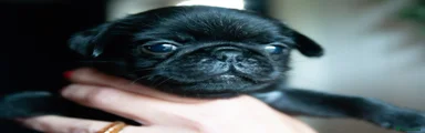 Pug 4