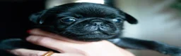 Pug dogs for sale: Beautiful and rare purebred puppies - Advert 8