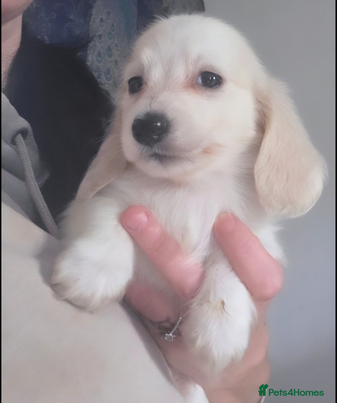 Miniature Dachshund dogs for stud: KC REG ONE OF A KIND ee/ii CREAM MINI DACHSHUND in Hinckley - Image 29