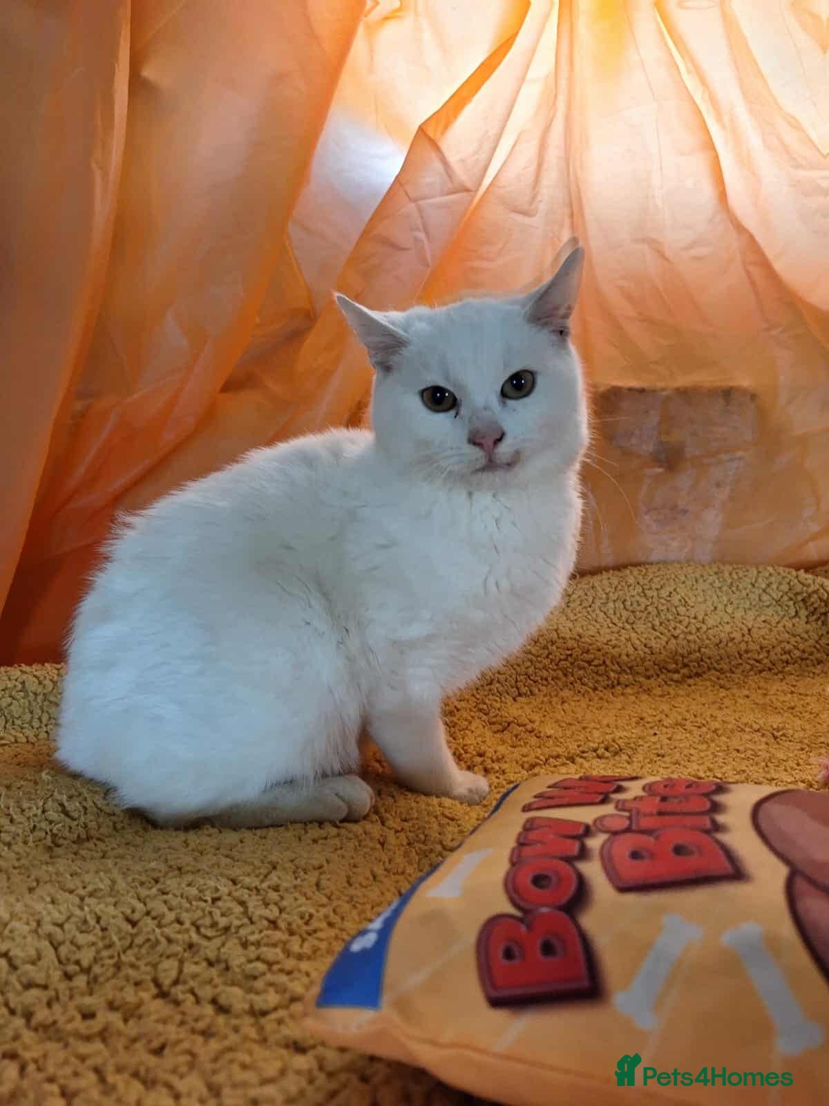 Mixed Breed cats Banana for adoption - Advert 1