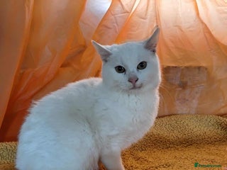 Mixed Breed cats Banana for adoption - Advert 1