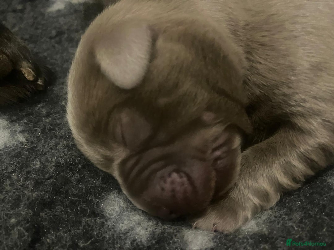 Labrador Retriever dogs for sale:  **  day Silver / Charcoal Labradors.  - Advert 11